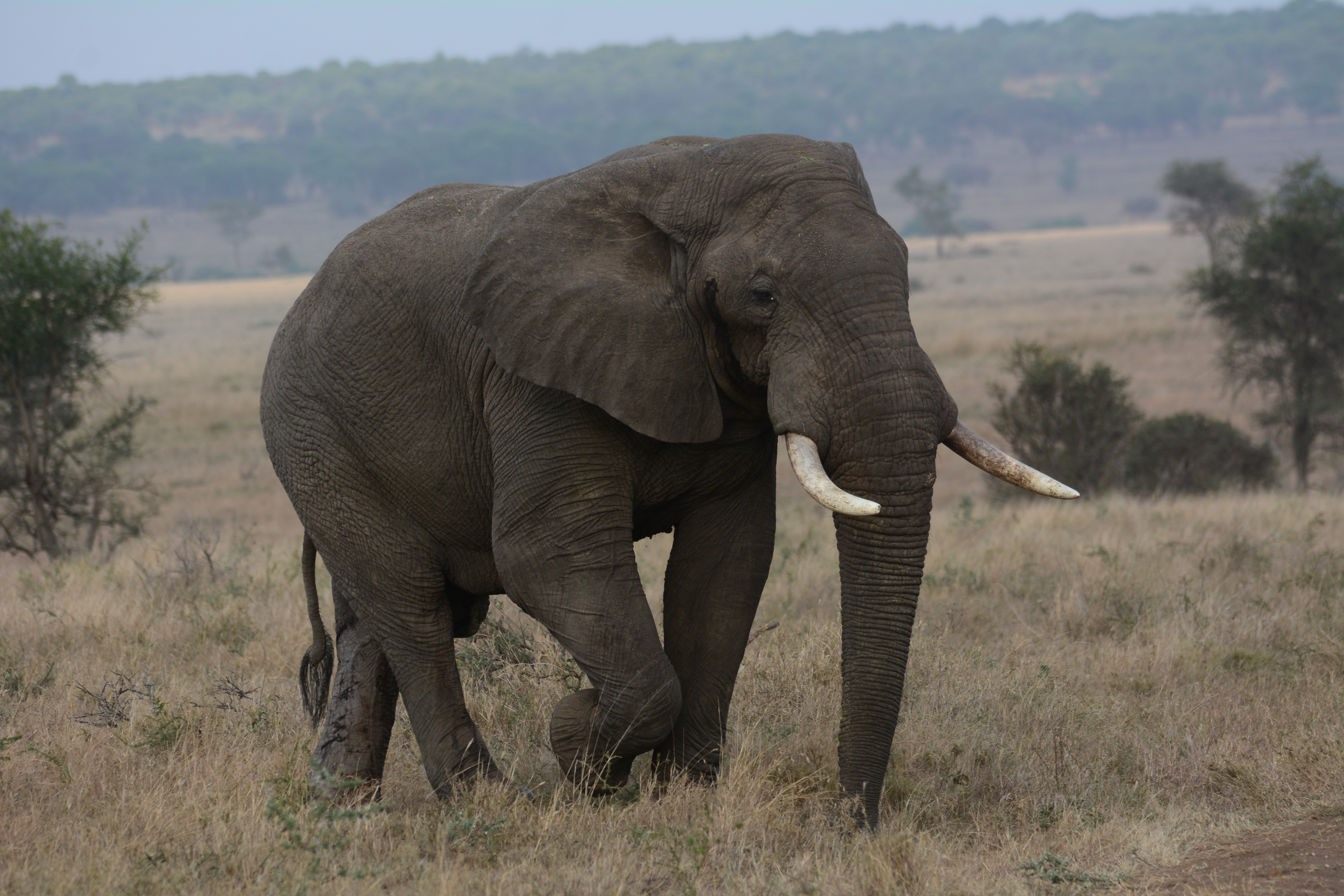 7天豪华Safari和海滩度假 - 2
