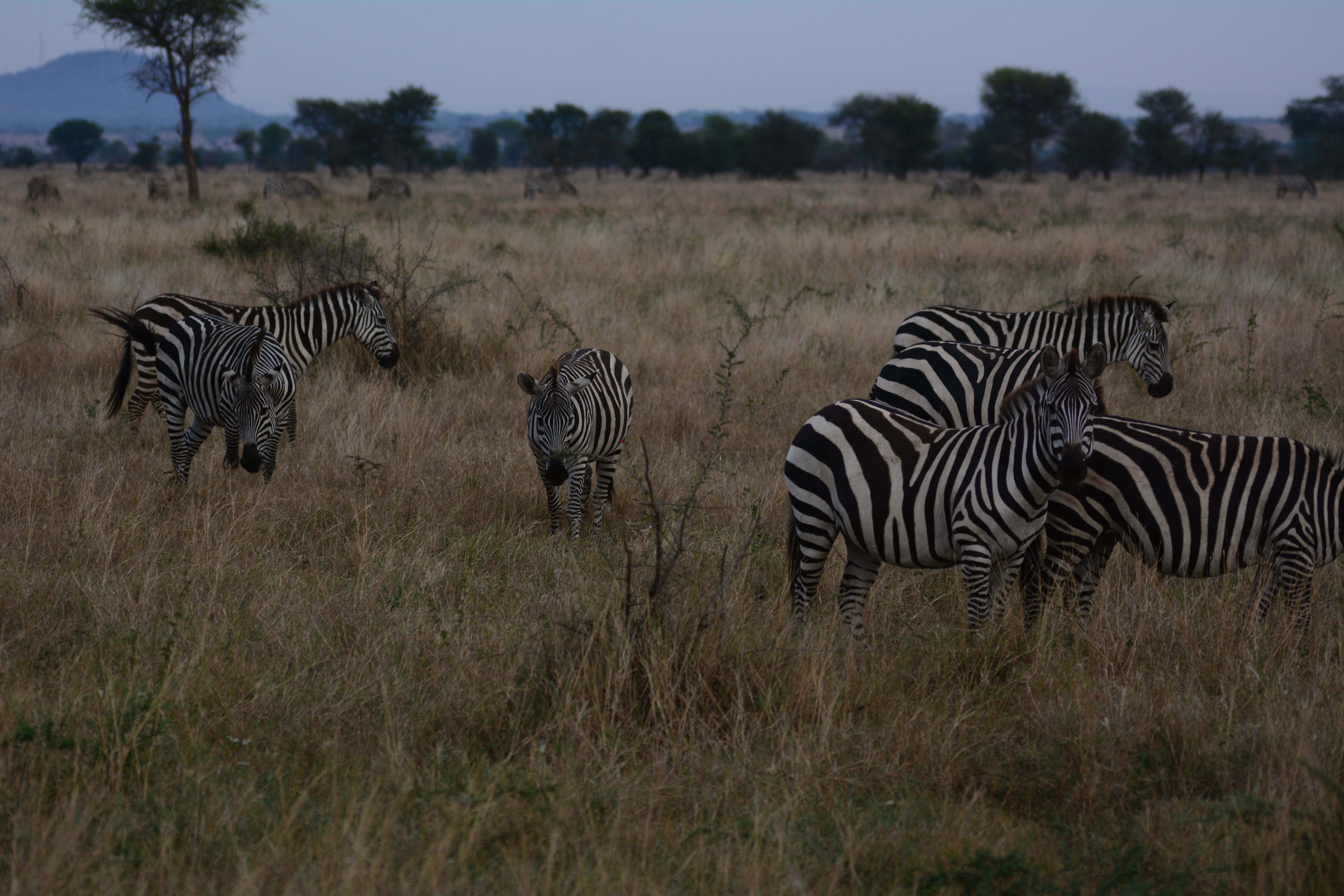 7天豪华Safari和海滩度假 - 4