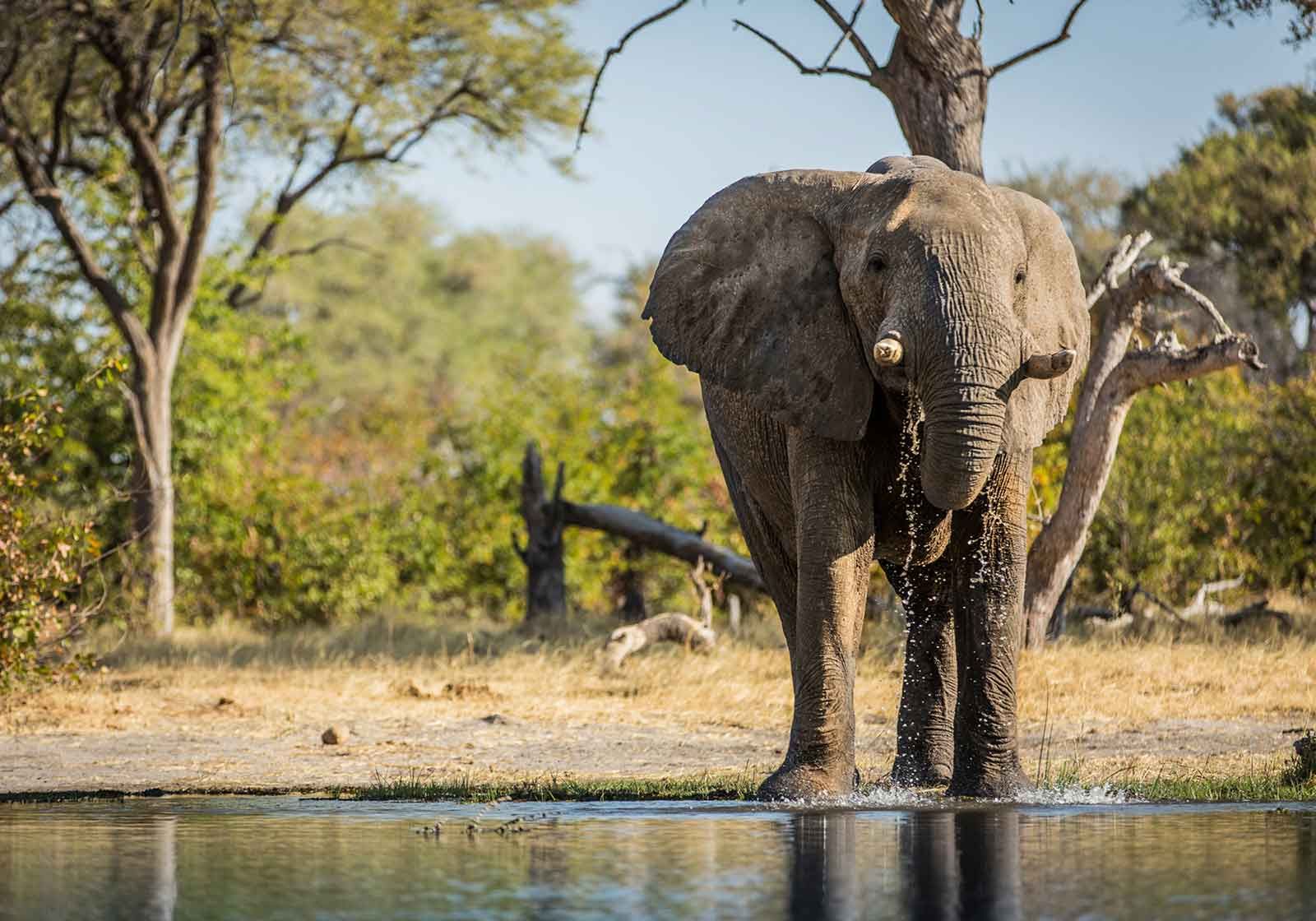 The Highlights of Botswana