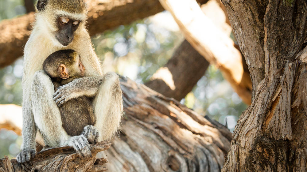 博茨瓦纳-为期4天的乔贝Safari与乔贝Safari小屋-量身定制驱动 - 3