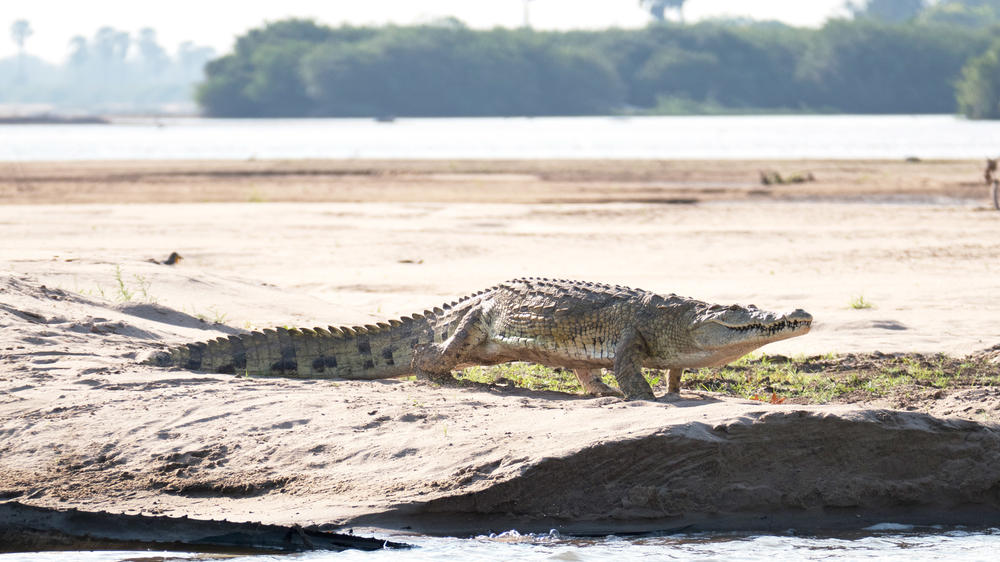 坦桑尼亚-4天SelousSafari与Beho Beho-定制飞翔 - 2