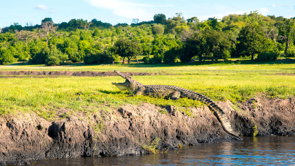 博茨瓦纳-为期4天的乔贝Safari与乔贝Safari小屋-量身定制驱动 - 1