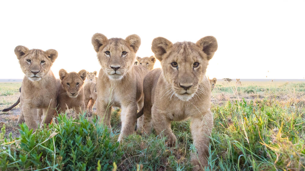 坦桑尼亚-4天SelousSafari与Beho Beho-定制飞翔 - 3